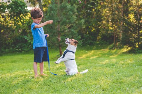 Comandos B Sicos Para Perros Que Te Ayudar N A Educarlos