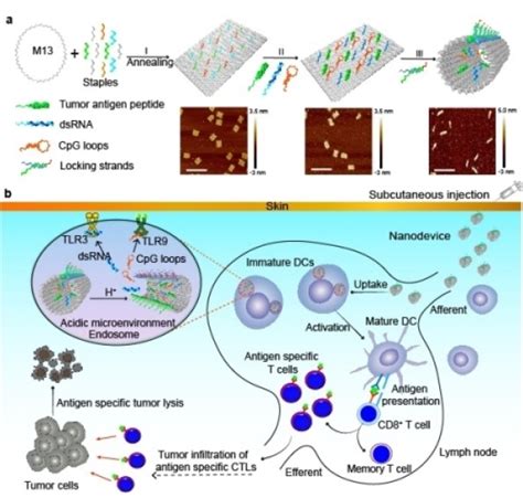 国家纳米中心基于dna纳米机器的肿瘤疫苗研究获进展 “中科院之声”电子杂志