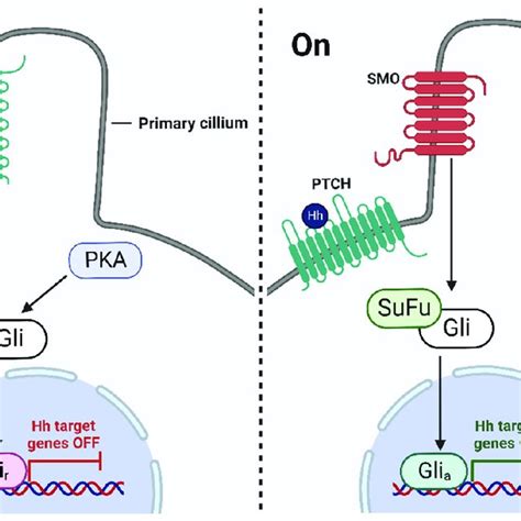 Schematic Of The Hedgehog Signaling Pathway In The Absence Of Hedgehog