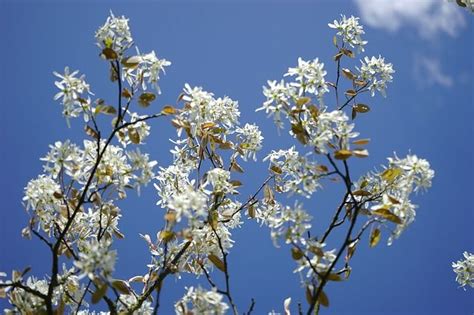 De Mooiste Groenblijvende Bomen Voor De Kleine Tuin Artofit