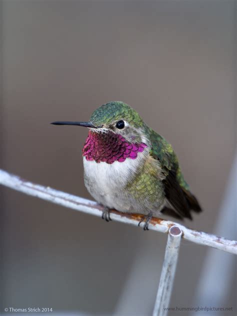 Broad Tailed Hummingbird