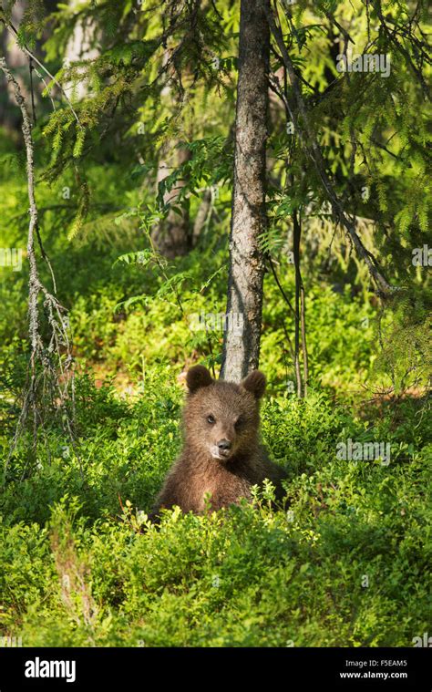 Brown Bear Cub Hi Res Stock Photography And Images Alamy