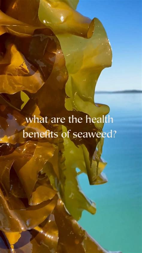 The Surprising Health Benefits Of Seaweed You Need To Know Health