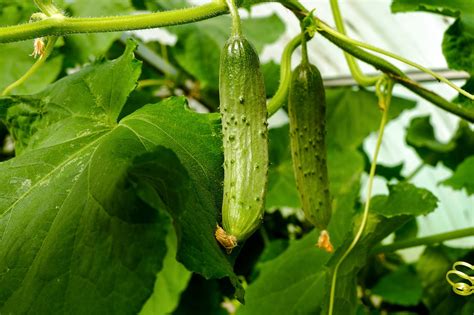 Cucumbers Vegetables Food Free Photo On Pixabay