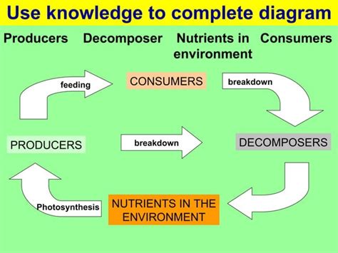 Gcse Biology Nutrient Cycle Ppt