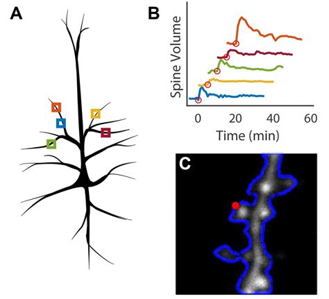 Automated Remote Focusing Drift Correction And Photostimulation To