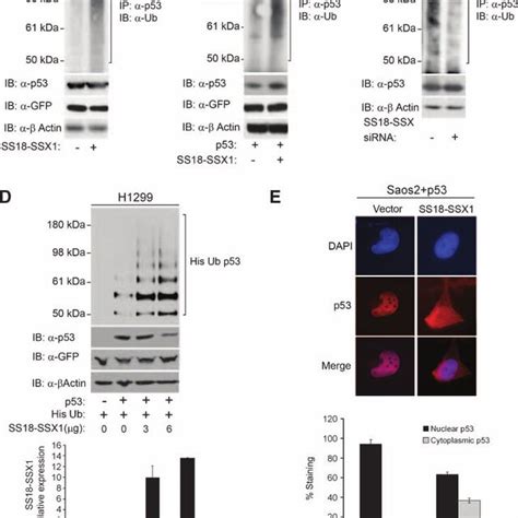 Ss18 Ssx1 Induced P53 Ubiquitination Is Dependent On Hdm2 A U2os Download Scientific Diagram