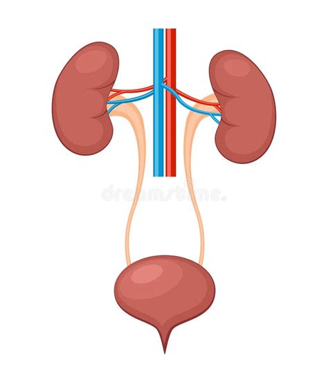 Anatomia Do Sistema Urinário Incontinência Biologia Infecção Utópico