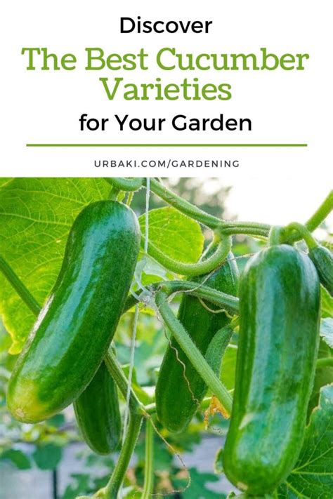 Discover The Best Cucumber Varieties For Your Garden