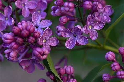 Beautiful Purple Lilacs Pictures, Photos, and Images for Facebook ...