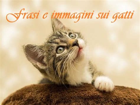 Frasi Sui Gatti 102 Pensieri Immagini E Video Divertenti A Tutto Donna