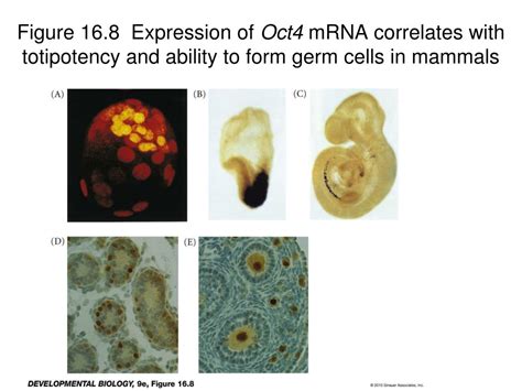 Ppt Chapter Germ Cells Fertilization And Sex Powerpoint
