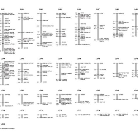 Sex Averaged Linkage Map Of Sole Map Distances Are Calculated Using