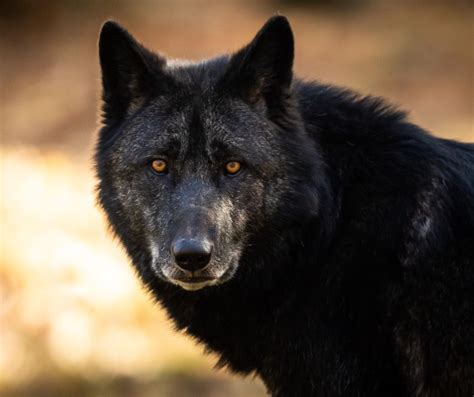 How To Train A Wolf Dog House Training Socialization And Behavior