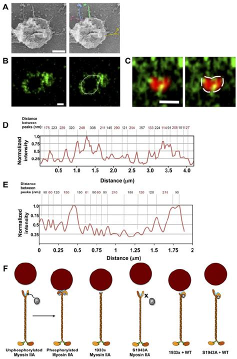 Single Molecules Of Myosin Iia Associate With Nk Cell Lytic Granules