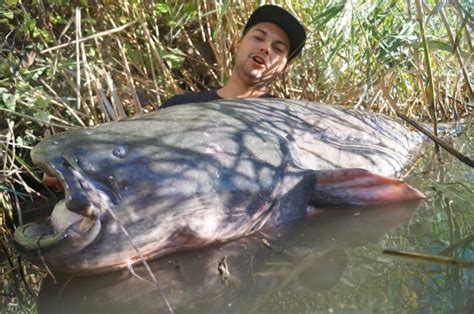 Vollmond fängt hier am Ebro mit Extreme Ebrofishing Extreme Ebrofishing