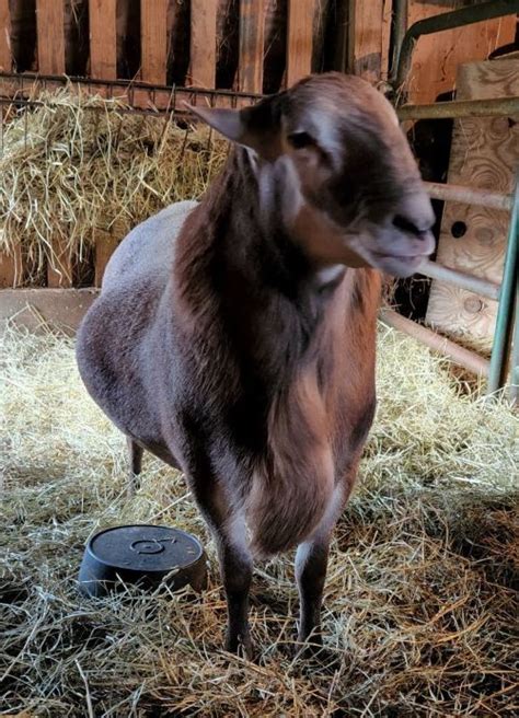 Preparing Sheep And Goats For Breeding Season Sheep And Goats