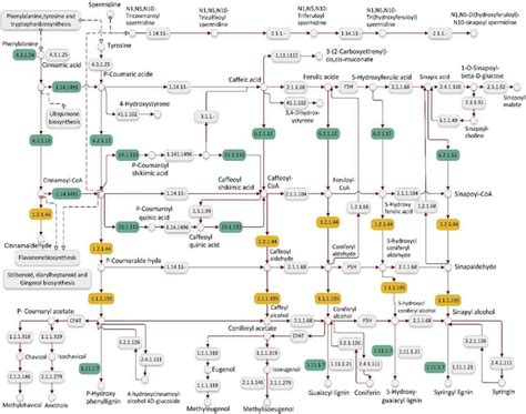 Phenylpropanoid Biosynthesis Pathway Detected In Response To Salt