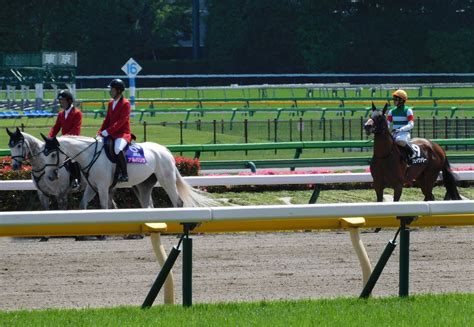 東京競馬場にて、ウェイヴァリーや誘導馬たち お馬さんジェムの一口馬主ブログ