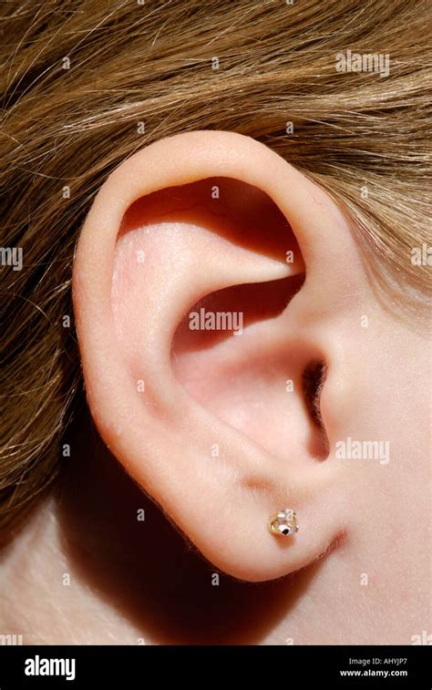 Human Ear Close Up Outer Ear Pinna Lobed Stock Photo Alamy