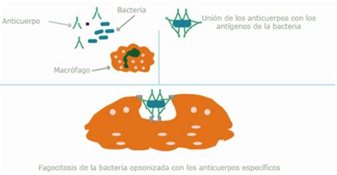 Sistema Inmune Unidad De Apoyo Para El Aprendizaje