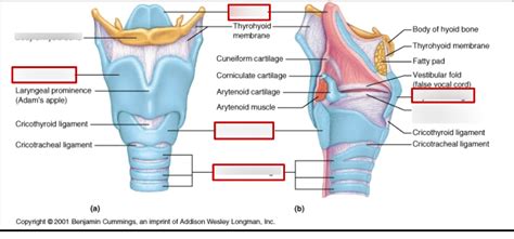 Trachea Diagram Quizlet