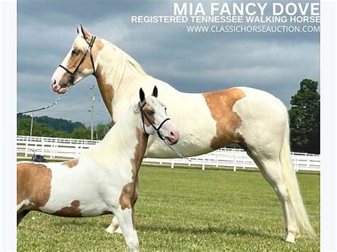 Palomino Twh