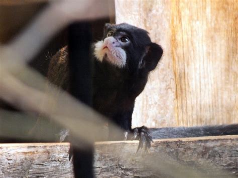 Moustached tamarin - ZooChat