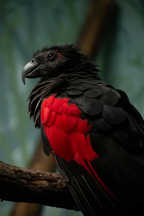 Dracula Parrot The Goth Bird With A Badass Appearance Whatdewhat