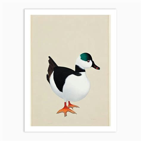 Bufflehead Illustration Bird Art Print By Featherline Fy