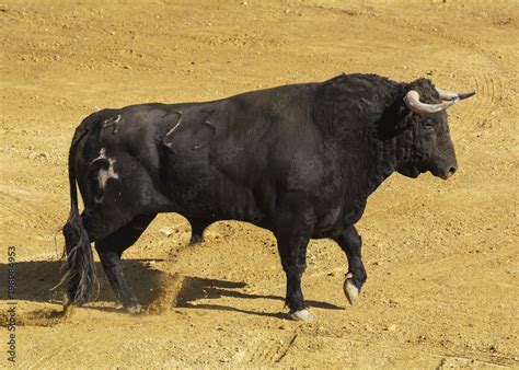 Toro De Lidia En La Arena De Una Plaza De Toros España Stock Photo