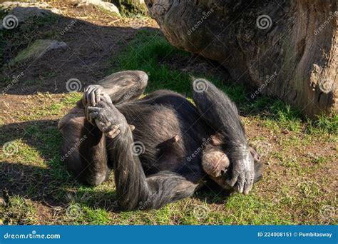 Chimpanzee Covering Eyes Stock Photos - Free & Royalty-Free Stock Photos from Dreamstime