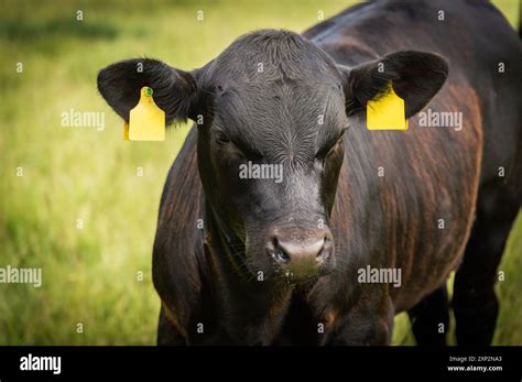 Black Angus Bull Calf Profile Photo Summer Stock Photo Alamy