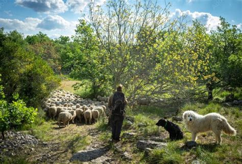 Foire Aux Questions Le Loup En Bretagne