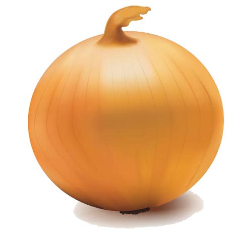 Onion Vector Transparent PNG PNG Mart