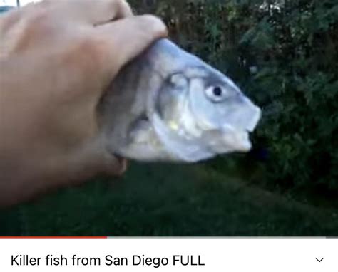 Who Is This Killer Fish From San Diego Rwhatisthisanimal