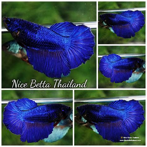 Betta Fish Female Royal Blue Hm