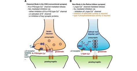 Process Of Synaptic Inhibition - New