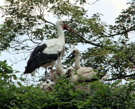 Storks Storchenpflegestation Wesermarsch Dennis Matthies Flickr