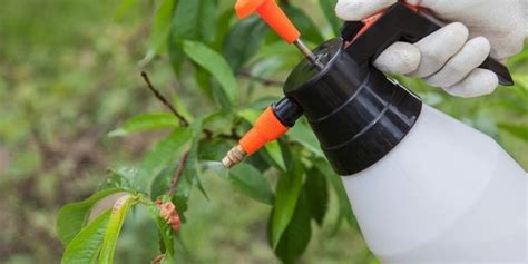 Create Home Fruit Tree Sprays For Fruit Trees To Boost Tree Health