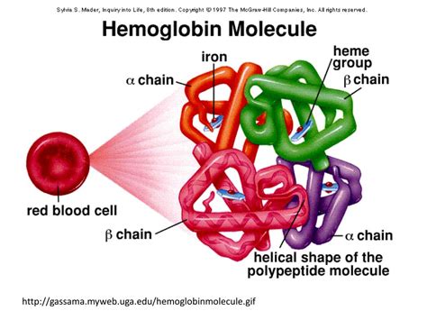 PPT - Beta-Globin gene Activity PowerPoint Presentation, free download ...