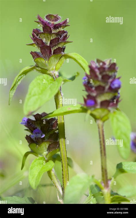 Common Self Heal Prunella Vulgaris Stock Photo Alamy