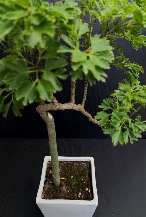 Ming Aralia Bonsai Furniture And Home Living Gardening Plants And Seeds