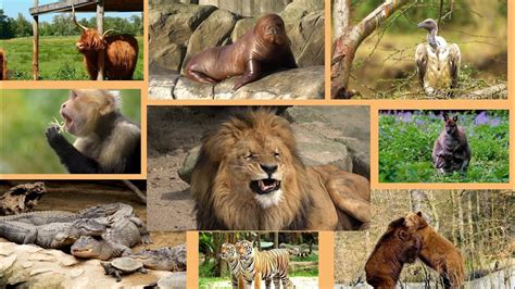 Alphabet Animals Learn Alphabets Animals Name With Live Video