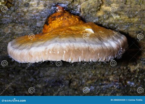 Fomitopsis Pinicola Photographed during Guttation. Guttation is the Physiological Stock Photo ...