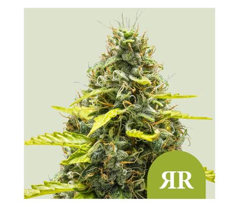 Royal Runtz Auto De Royal Queen Seeds La Huerta Grow Shop