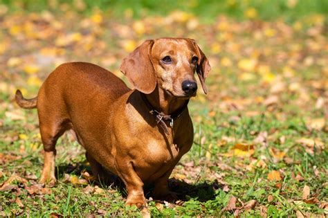 Beliebte Kleine Kurzhaar Hunderassen Mit Bild Tierpal