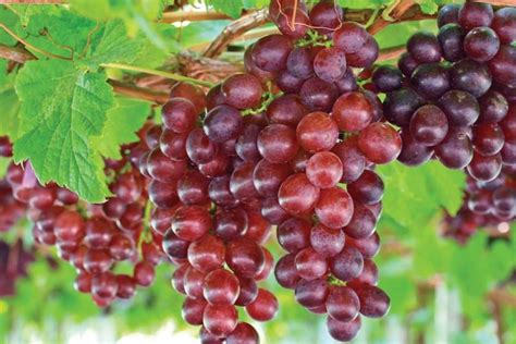 Vitis 'Catawba' (Fox Grape)