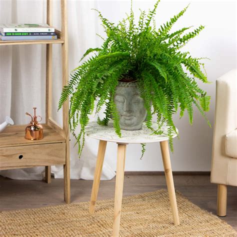 16 Plantas Ornamentales de Interior hermosas y fáciles de mantener