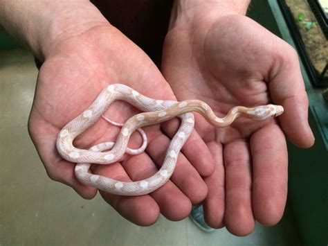 Black Albino Motley Corn Snake